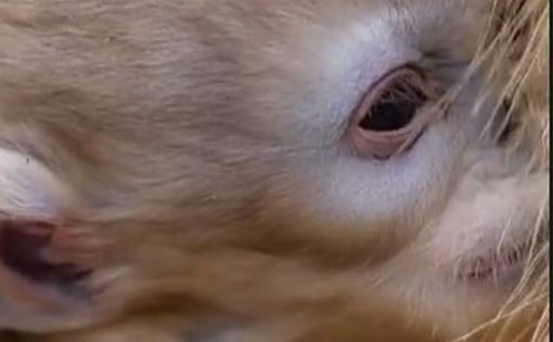 В китайском заповеднике Чжоужи родились маленькие золотые курносые обезьянки