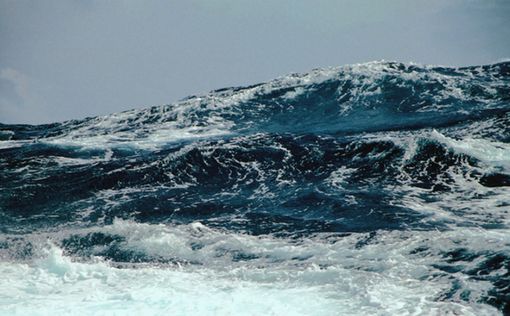 Из «китовой тюрьмы» в море выпустили касаток