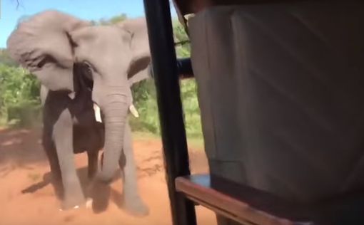 Видео: разъяренный слон напал на машину с туристами