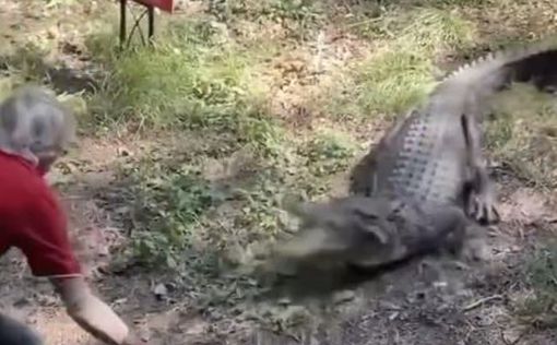 В Австралии мужчина сковородкой победил крокодила: видео