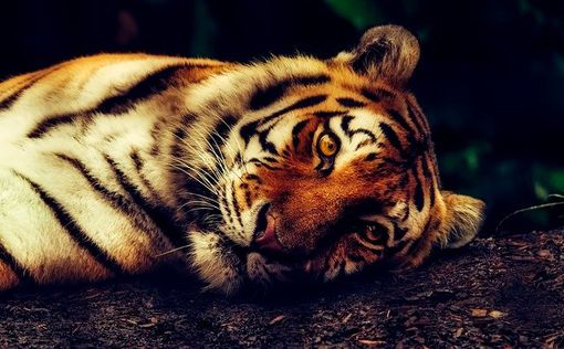 У тигрицы в нью-йоркском зоопарке обнаружили COVID-19