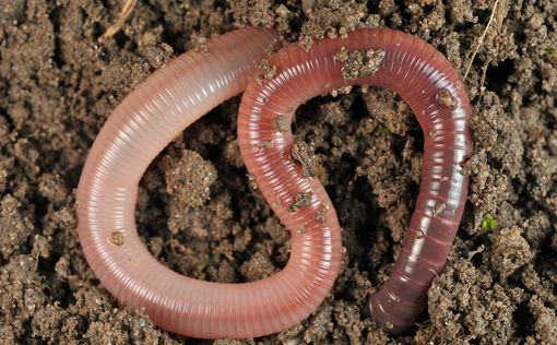 В желудке 22-летней индуски нашли 150 живых червей