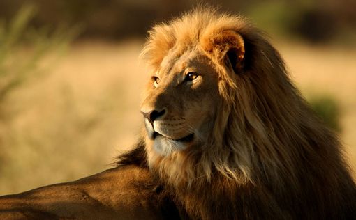 Зоопарки Дании просят приносить питомцев для корма львам