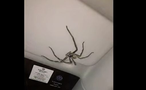 Видео: гигантский паук в машине австралийки