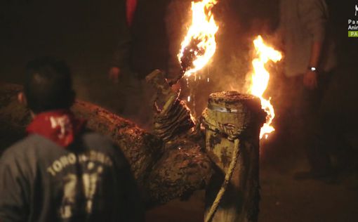 Шокирующее видео: быку подожгли рога во время фестиваля