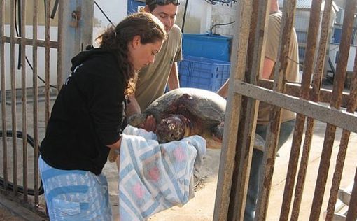 Житель Нетании сядет в тюрьму за зверское убийство черепахи
