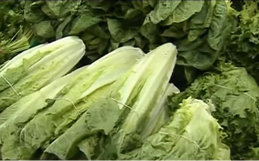В США почти 100 человек заболело, поев салата-латука