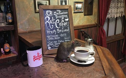 В США открылось кафе, где можно выпить в компании крыс