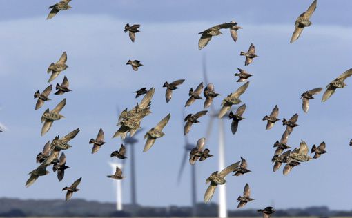Трамп обвинил ветряные электростанции в убийстве орланов