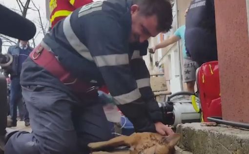 Пожарный спас собаку, сделав ей искусственное дыхание