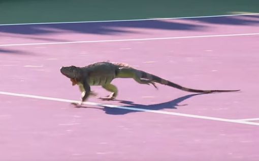 Ящерица прервала теннисный матч в Майями
