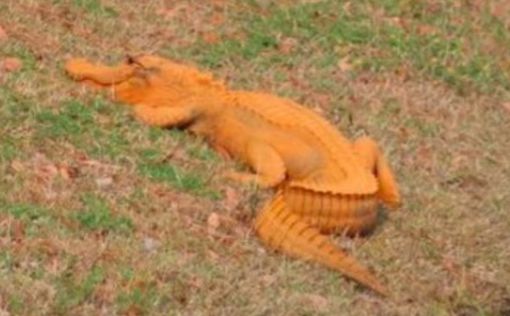 В Южной Каролине живет оранжевый аллигатор