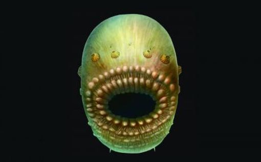 Древнейший предок человека похож на "зубастый мешок"