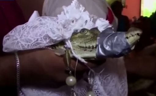 Мексиканский мэр второй год подряд женится на крокодилице