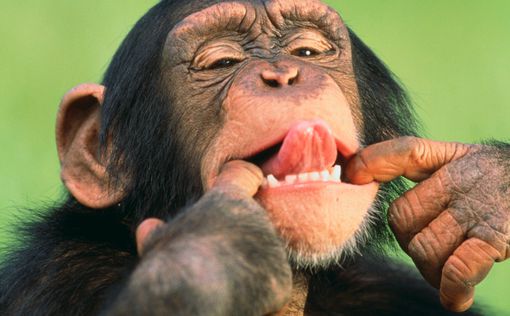 Ученые: шимпанзе обладают моральными принципами