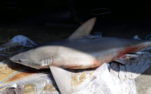 На пляж в Нагарии вынесло труп акулы