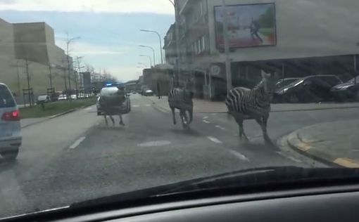 Неуловимые зебры устроили скачки в Брюсселе