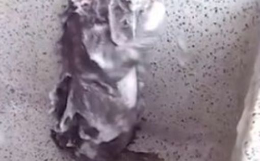 Видео: принимающая душ крыса удивила ученых