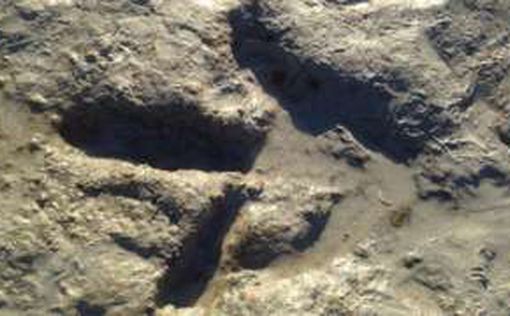 Искательница ракушек обнаружила на пляже след динозавра