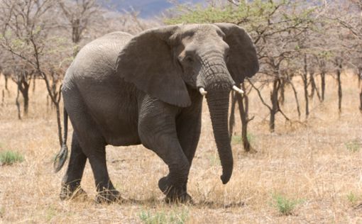 Африканские слоны способны различать пол человека по голосу