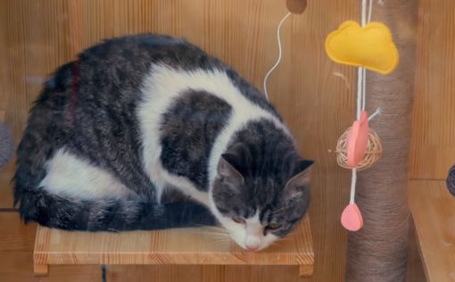 Китайский инженер соорудил чудо-дом для бездомных кошек
