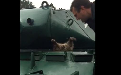Любопытный толстый енот застрял в танке