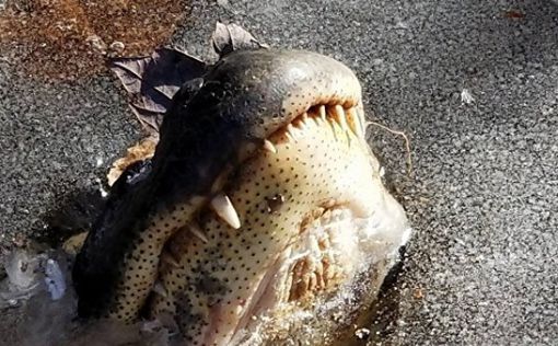 В США крокодилы вмерзли в лед из-за сильных морозов