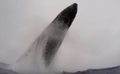 Австралиец вблизи снял видео прыжка кита Горбача