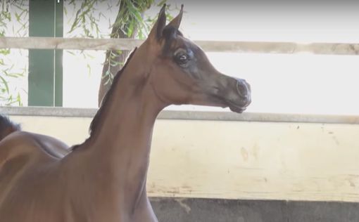 Видео: в США вывели лошадь, как в мультике Disney