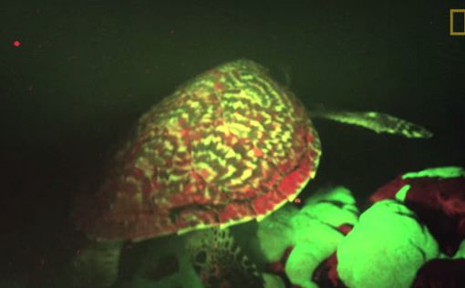 В Тихом океане обнаружили первую светящуюся черепаху
