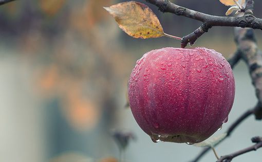 Накануне праздника: Почему подорожали яблоки