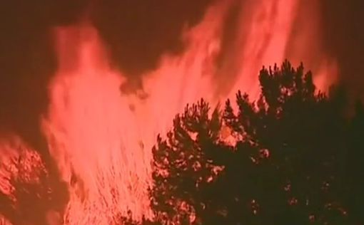 Португалия: лесной пожар унес десятки жизней