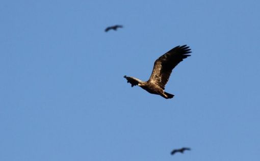 Праздник перелетных птиц в лесу Бен-Шемен