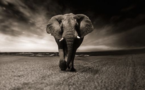 В Шри-Ланке слоны растоптали 18 человек