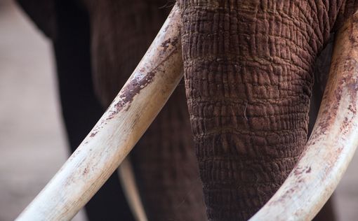 Вьетнам уничтожил массу слоновой кости и рогов носорогов