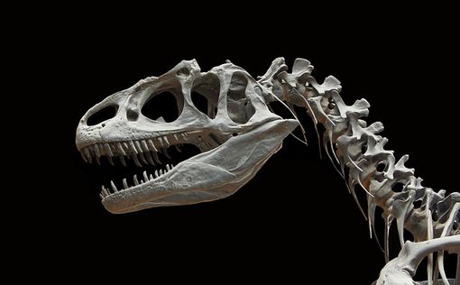 Британец на прогулке нашел скелет ихтиозавра