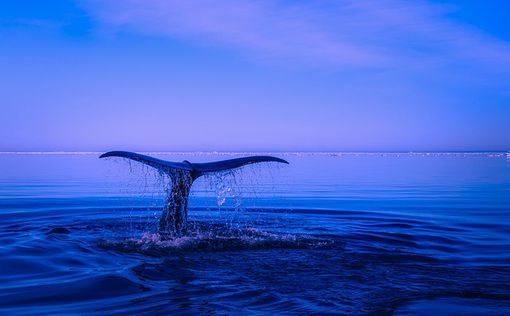 Около берегов Японии обнаружили новый вид китов