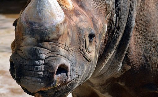 Атаку носорога на туристов в сафари-парке сняли на видео