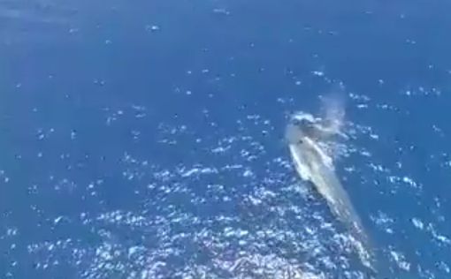 Видео: синий кит у берегов Эйлата