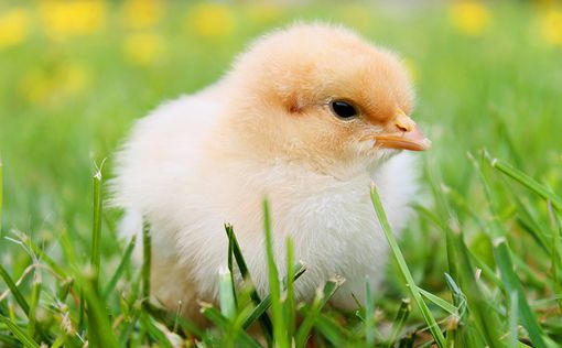 Видео: из выброшенных на свалку яиц вылупились сотни цыплят