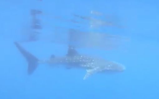 У рифов недалеко от Эйлата заметили редкую китовую акулу