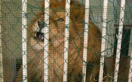Защитники животных вывезли истощенных львов из Албании