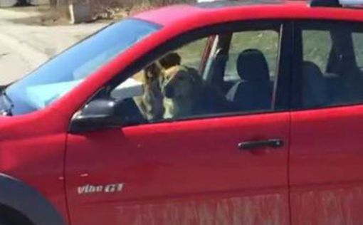 Две канадские собаки "угнали" автомобиль из ветклиники