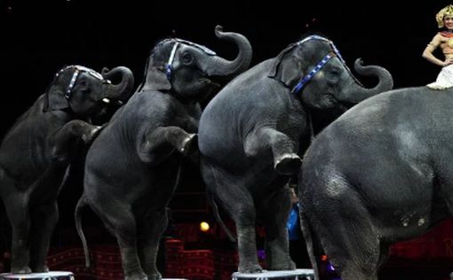 В Нью-Джерси запретили цирковые номера с животными