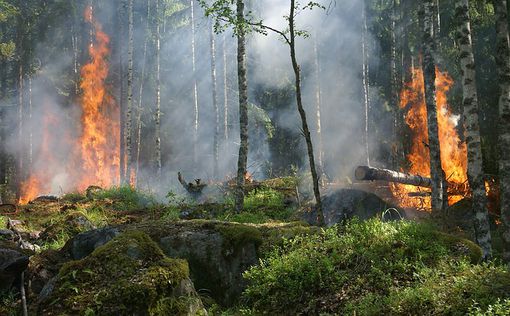 Болсонару: За пожарами стоят экологические активисты