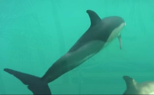 У берегов Ашдода заметили большую стаю дельфинов