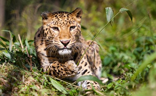 Индия: леопард растерзал двух детей