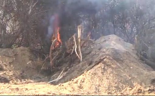 Из-за огненного змея произошел пожар в заповеднике Кармия