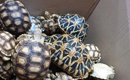 Филиппинская таможня изъяла в аэропорту 1500 редких черепах
