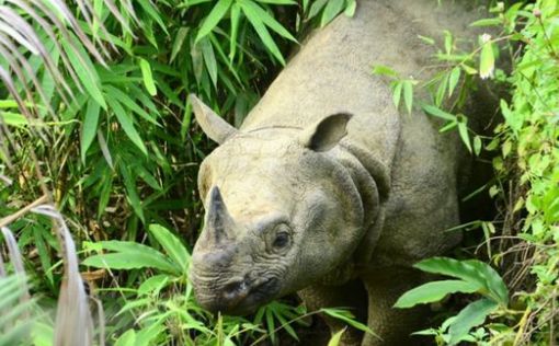 Из-за цунами в Индонезии могут исчезнуть носороги